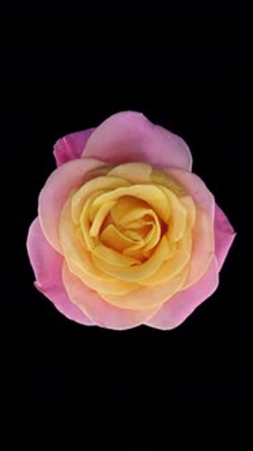 Time lapse of resurrection and dying Miss Piggy rose with ALPHA channel, top view, seamless looping,