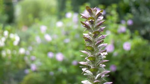 Some beautiful blooming flowers in a garden