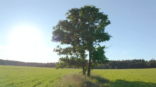 Flight near the lonely tree in a green summer field during sunset