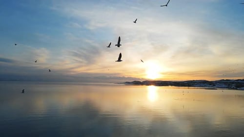Aerial Flight Over Fantastic Winter Weather Beautiful Frozen Wide Lake and Flying Flock of Birds