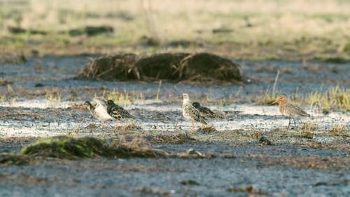 A flock of ruffs and black tailed godwit feeding and resting during spring migration in wetlands