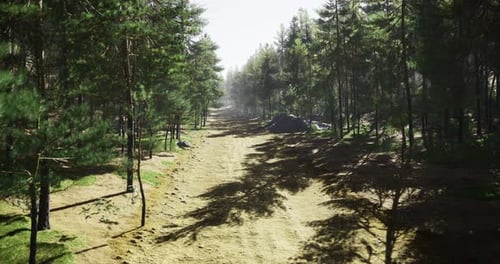 Peaceful Forest Path on a Sunny Day Surrounded By Tall Trees