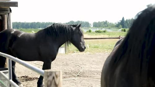 Two Muzzled Black Horses Standing On A Ranch At Daytime - close up