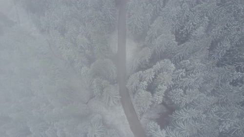 Moving down from a cloud to reveal a curvy road passing through a dense forest covered in snow