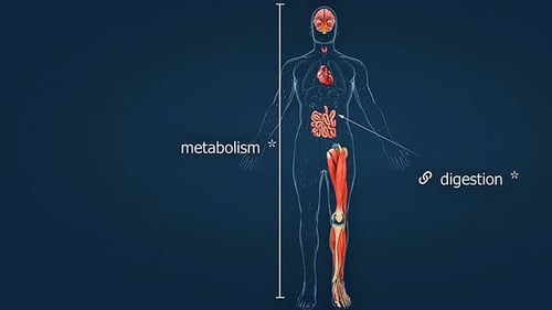 Métabolisme du corps humain