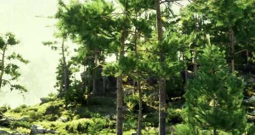 Lush Green Forest with Tall Trees and Serene Landscape in Nature