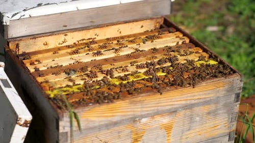 Colonie d'abeilles dans une ruche, établie