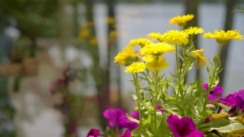 A close up shot beautiful yellow flowers in the garden.