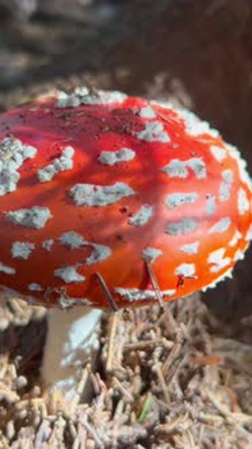 Red Mushroom with White Spots in Woodland