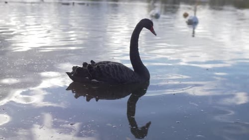 Schwarzer Schwan schwimmt im Wasser