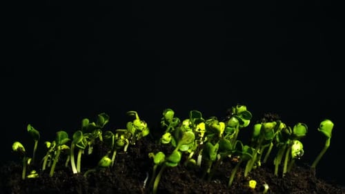 Timelapse of Seedlings Sprouting in Soil