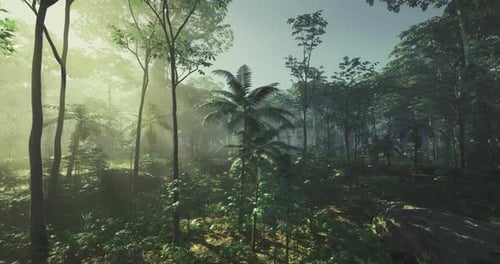 Morning Sunlight Filters Through Dense Tropical Forest Foliage