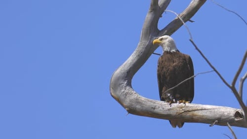 Bald Eagle Takes Flight From Tree