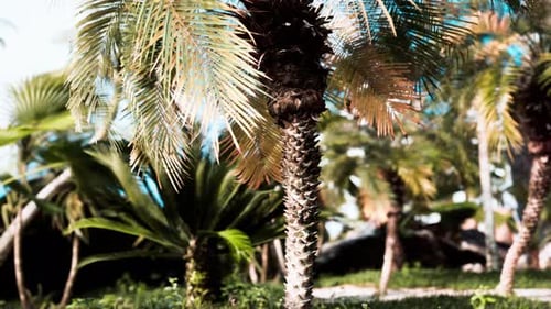 Tropical Palm Trees Swaying in Gentle Breeze