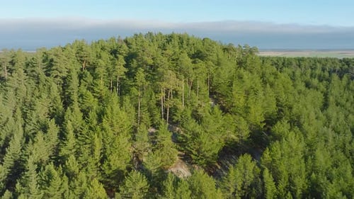 Voo aéreo sobre uma infinita floresta de coníferas em um pitoresco dia ensolarado, fotografado de cima da vasta