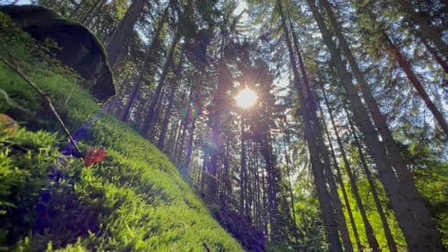 The Sun is Shining Through the Trees in the Forest