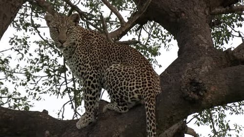 A leopard sits on a branch in a tree and looks into the distance. Close up.