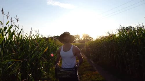 Male Farmer with Plastic Harvest Box Explores Green Corn Stems While Going at Field Young Handsome