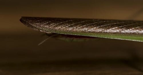 Nahaufnahme des Schwanzes der Gottesanbeterin und der gefalteten Flügel mit detaillierter Textur und natürlicher Tarnung