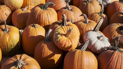 Pumpkins fill the frame, at a quintessential autumn pumpkin patch