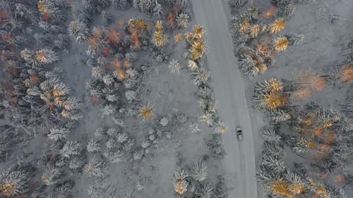 Car Drives Along an Winter Road Surrounded By Trees in a Lush Forest Landscape