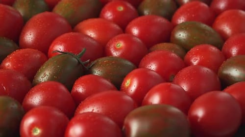 Side View of Tomato with Water Drops Rotate in Circle Harvesting Farming Agriculture