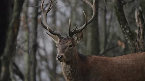 Un cerf élaphe dans les bois regarde loin de la caméra dans le parc Omega. - gros plan, Ralenti
