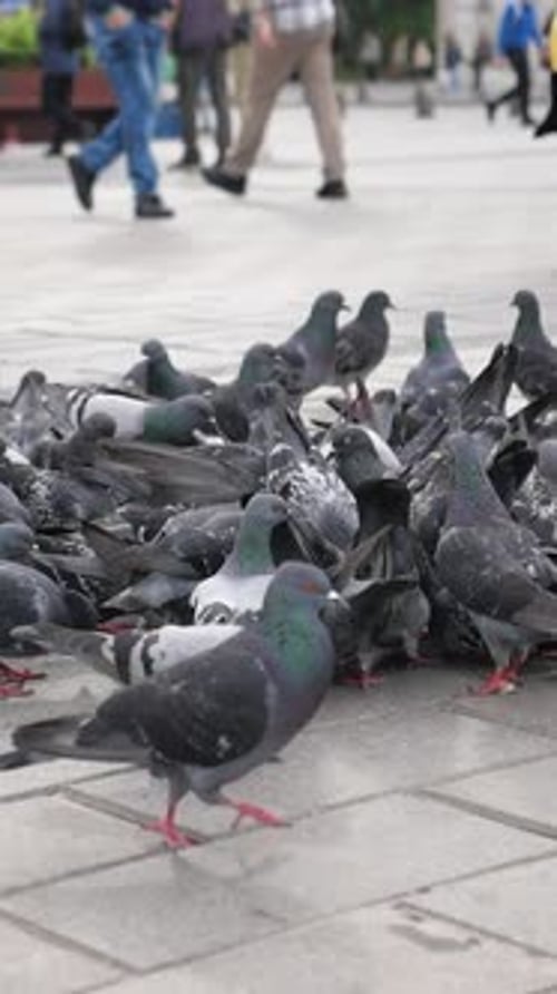 Tauben versammeln sich zum Essen am Stadtplatz