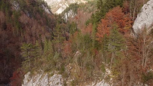 Aerial View of a Autumn Forest Through Which a Winding Road Passes in the Mountains