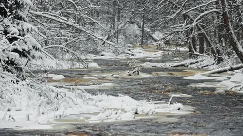 a Calm Winding River in a Snowy Forest Trees Under the Snow in the Forest Peace and Quiet Reflection