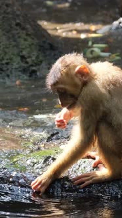 Vidéo verticale d'un singe aime boire de l'eau d'un ruisseau dans le paysage de la jungle