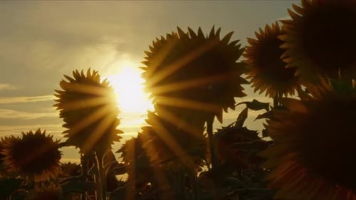 Agriculture Yellow Sunflower Plant In Farm Field In Sunlight 25
