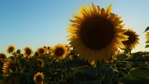 Golden Yellow Sunflower Plant In Field In Warm Sunlight 3