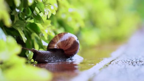 Close up of a snail moving towards vegetation on a rainy day.