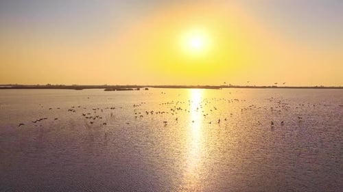 Aerial photography of migratory birds in Dongting Lake, Hunan Province