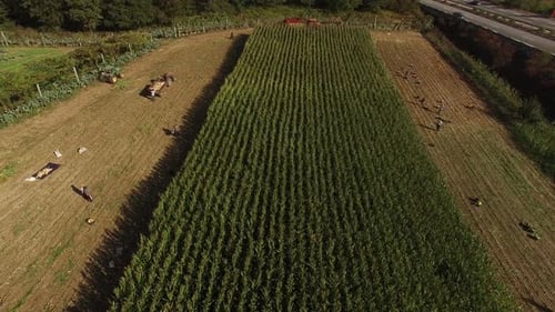 Flying Over Corn Field and People Working. Agriculture Concept