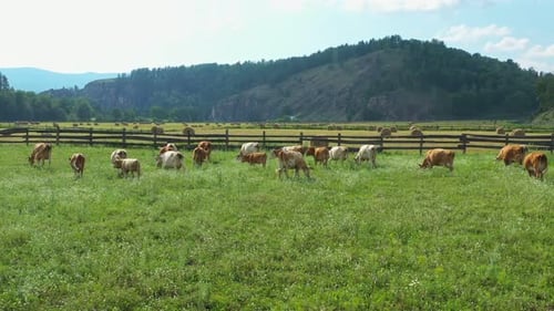 Cattle Grazing Tranquilly on a Vibrant Green Pasture