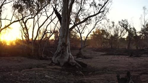 matorrales australianos secos y polvorientos, puesta de sol de color amarillo brillante en el horizonte, sartén a la izquierda