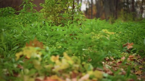 Green Forest Undergrowth with Autumn Leaves