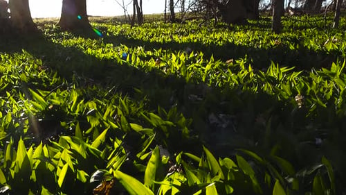 Wild Bear Garlic Growing on a Sunny Spring Forest Floor