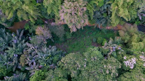 Luftaufnahme des Gebirgsflusses und der grünen Waldbäume in der Landschaft der Waldnatur