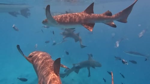 Sharks Swim in Clear, Turquoise Ocean Water