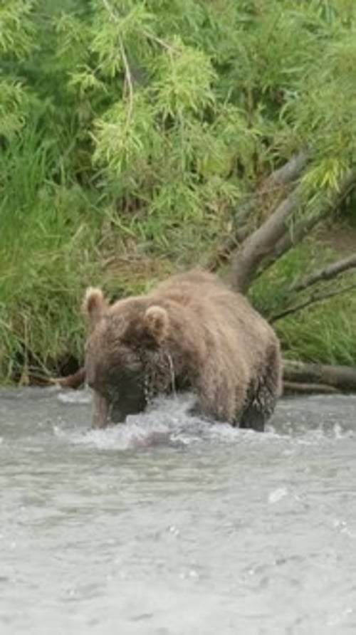 Brown Bear Catches Salmon in River