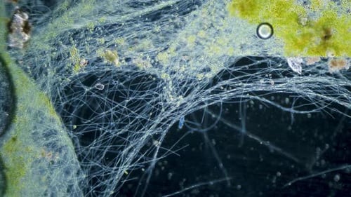 Cyanobacteria and green algae movement under microscope