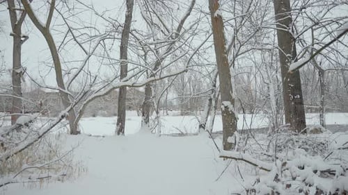 Shot moving through a forest of snow covered trees in Boise, Idaho.
