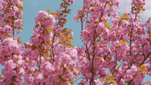 Pink flowers on the tree of flowering Sakura. Cherry blossom in spring.