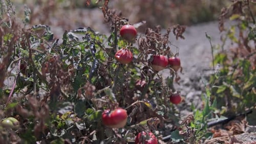 Dried Tomato Field Affected by Global Warming – Cinematic