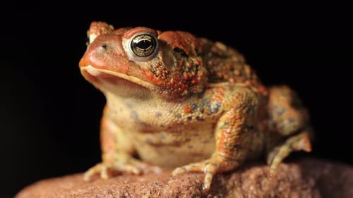 Close-up shot of an American Toad