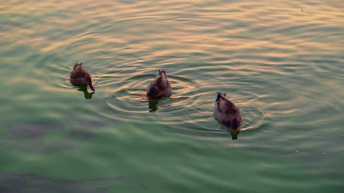 Ducks Swimming and Feeding in Golden Sunset Water