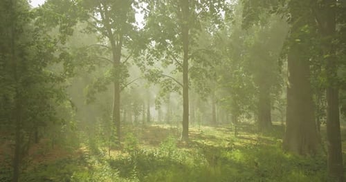 Lush Green Forest with Sunlight Filtering Through Trees During Morning Fog
